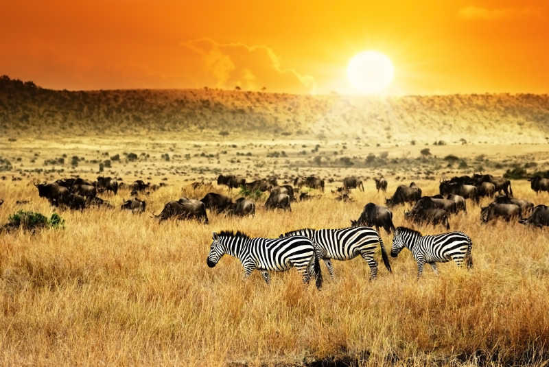 日落下的非洲景观斑马群和羚羊角马