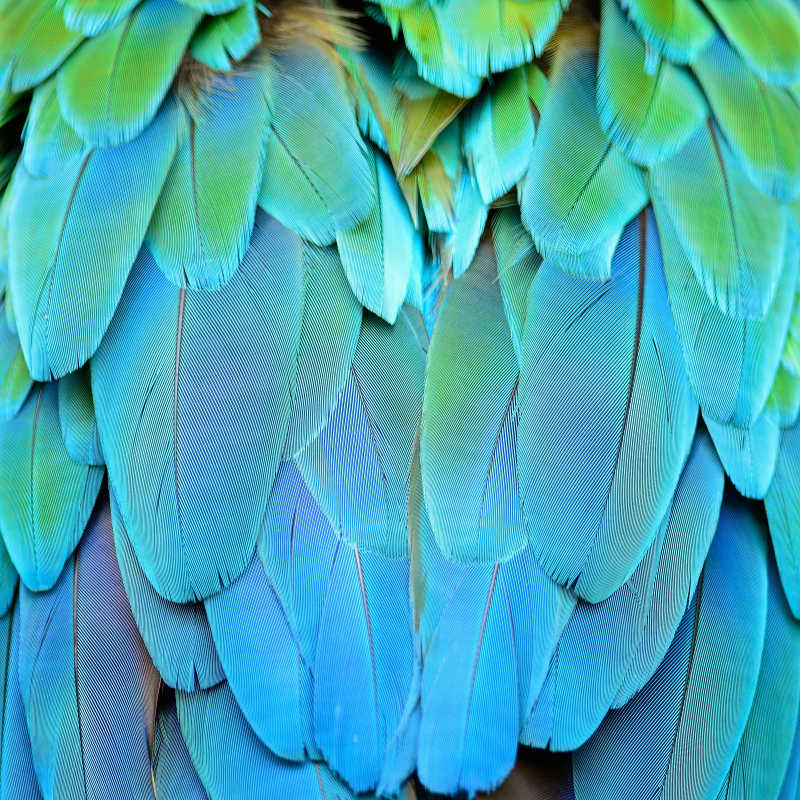 斑色金刚鹦鹉羽毛的背景纹理