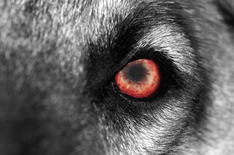 狼的红眼睛特写