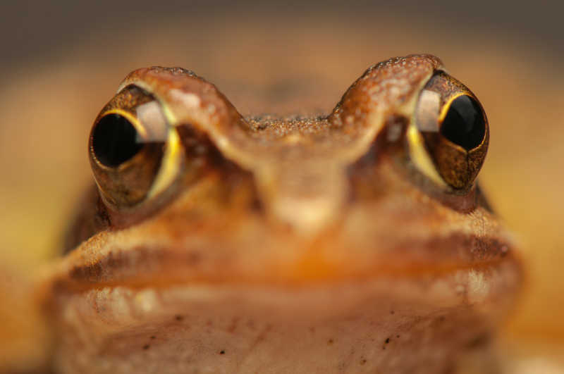 中国蛙眼部特写