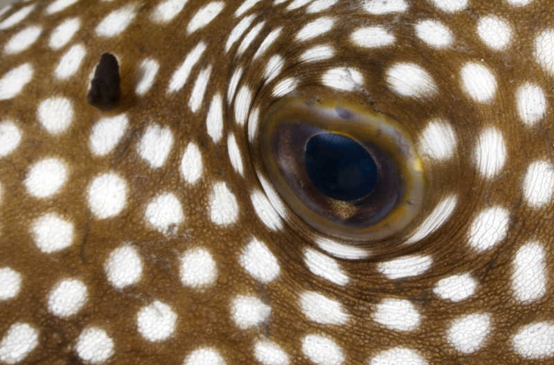 河豚鱼的眼睛的特写