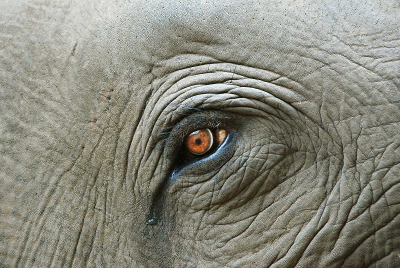 大象眼睛图片 特写图片