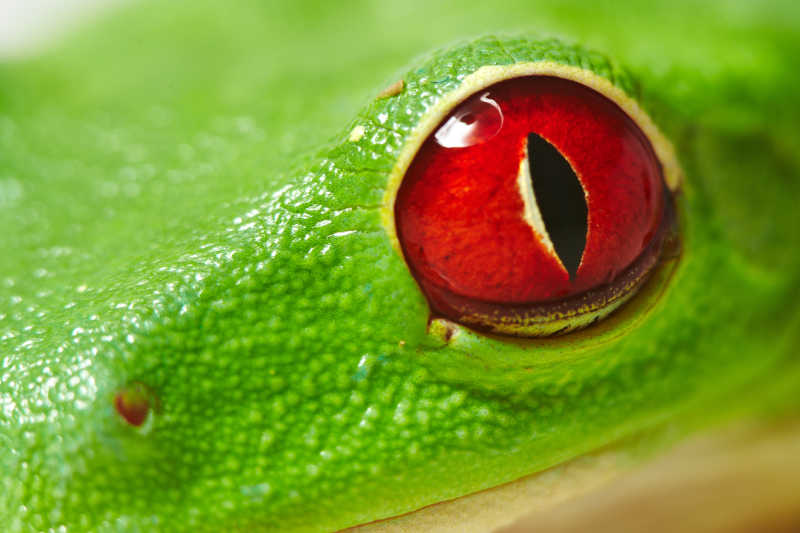 白色背景下的青蛙的眼睛