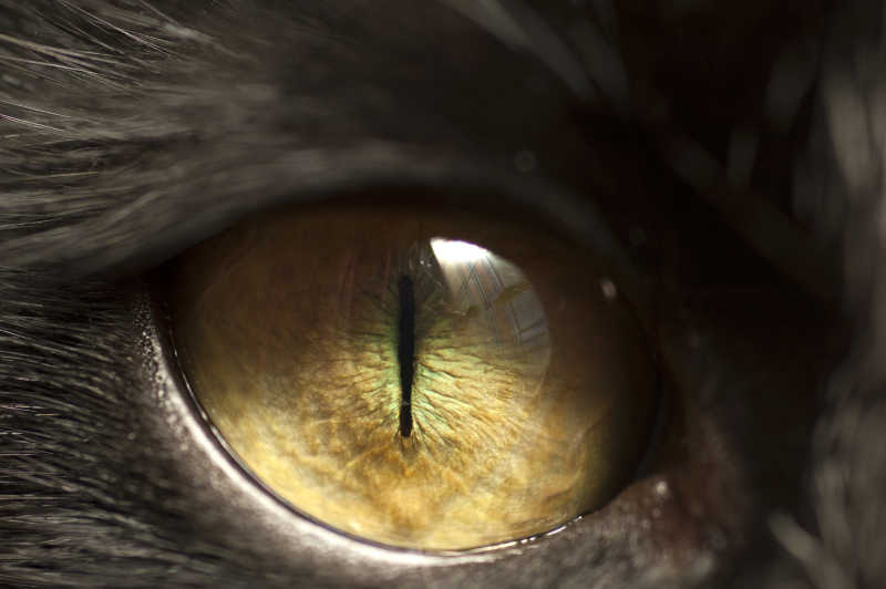 猫的眼睛近距离特写