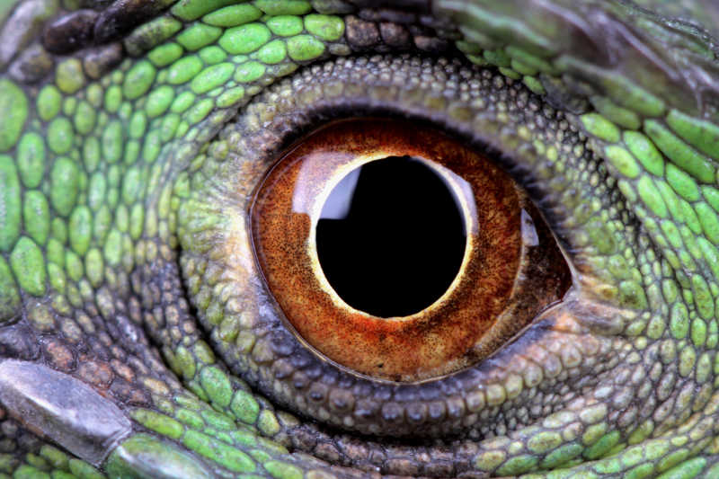 梦幻般的绿鬣蜥的眼睛