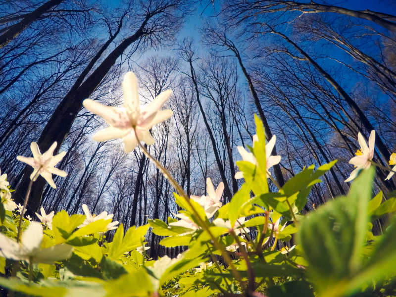 阳光下灿烂的森林里的雪花莲