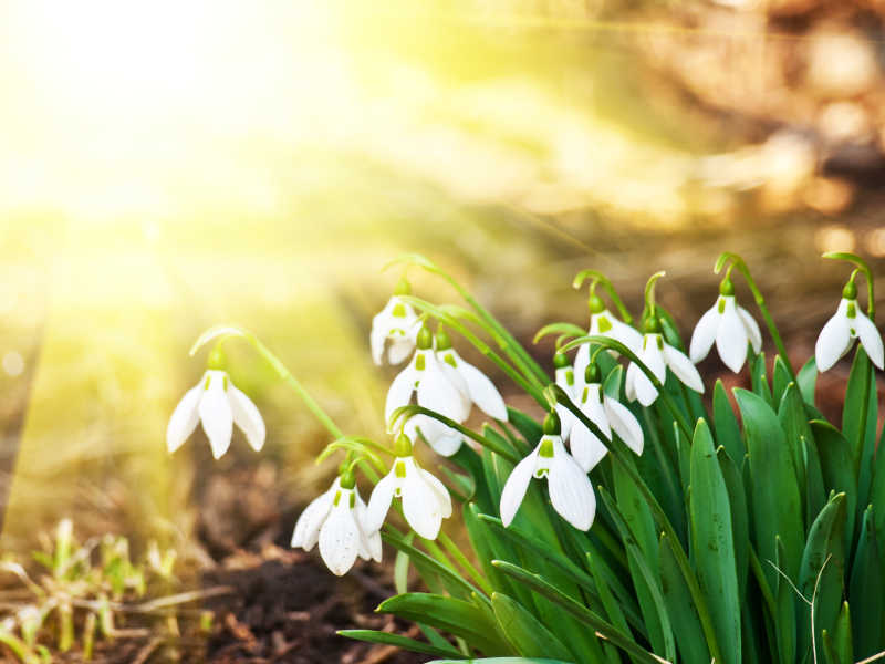阳光照射下的雪花莲