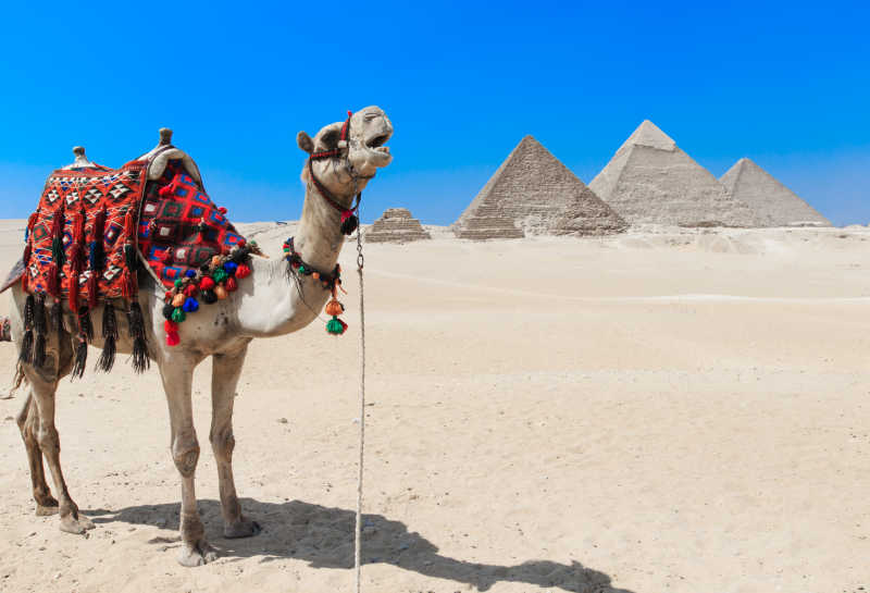 埃及开罗吉萨金字塔的骆驼