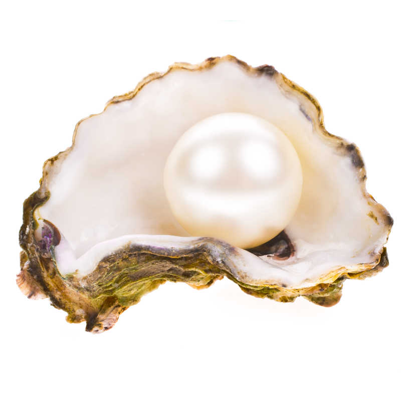 白色背景下的牡蛎壳中的大珍珠