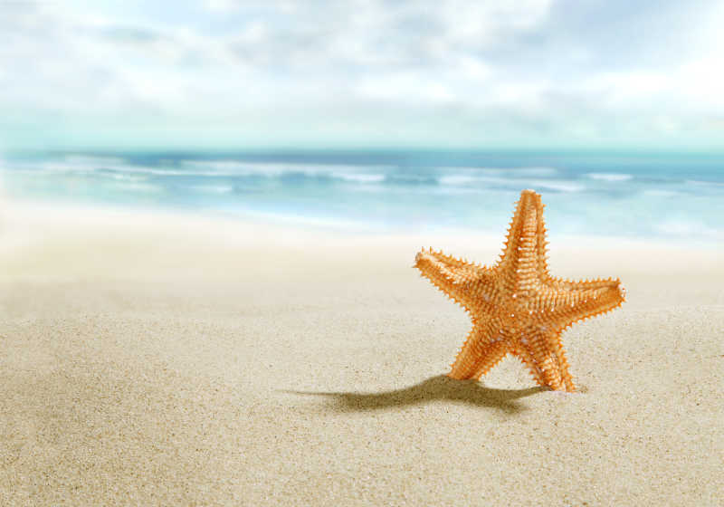 阳光海滩下的海星