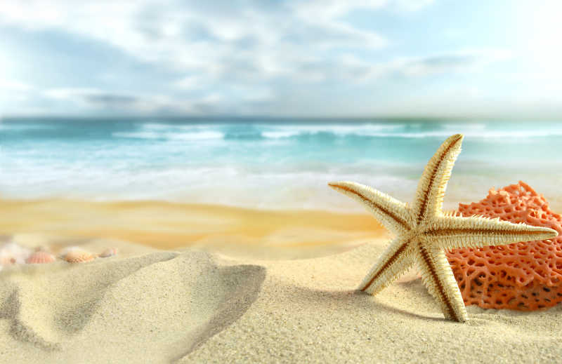 海滩上的海星