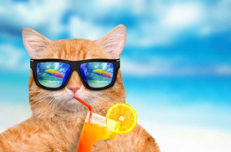 喝着橙汁度假的猫