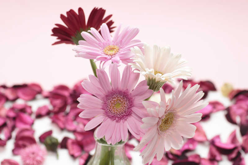 非洲菊花束图片 粉色非洲菊花束素材 高清图片 摄影照片 寻图免费打包下载