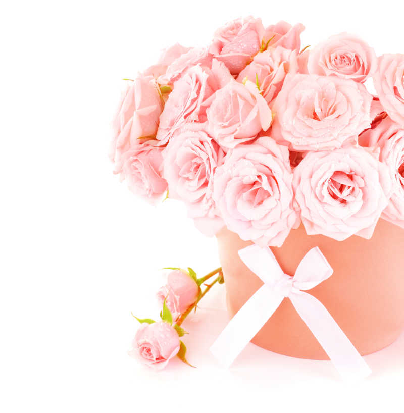 粉红色的新鲜玫瑰白色背景下的美丽花朵