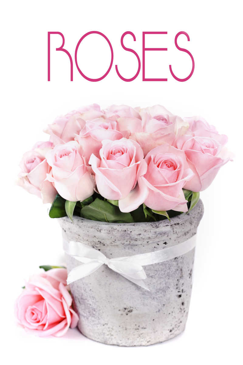 白色背景的花盆里粉红色的玫瑰花束