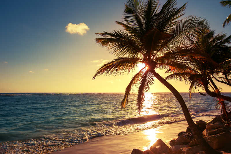 蓝天下的热带海滩和棕榈树