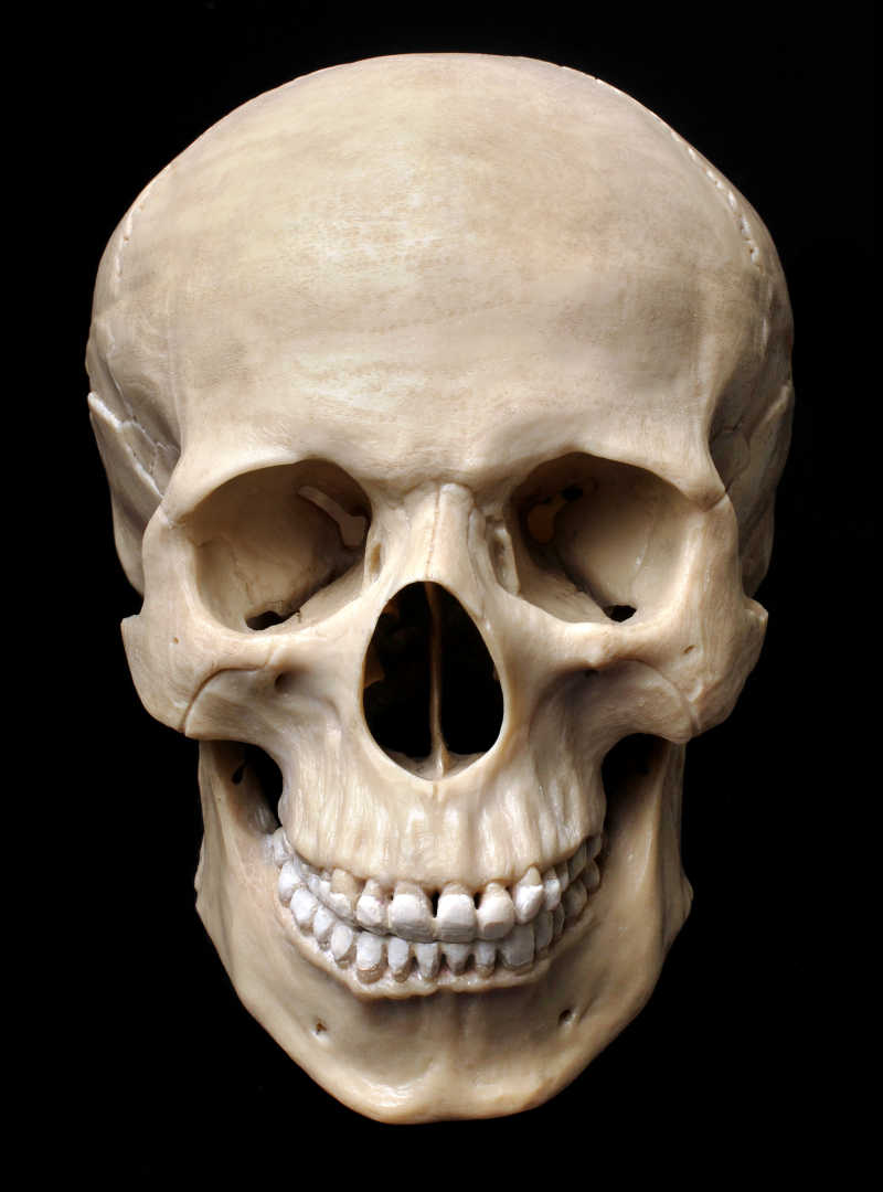 人类头部骨骼图片