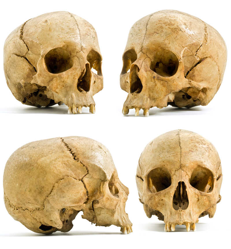 白色背景下的4个人类头骨