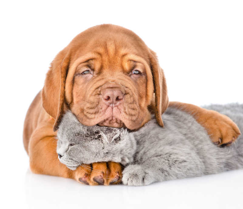 波尔多小狗拥抱熟睡的猫