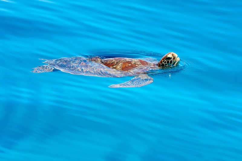海面游泳的海龟