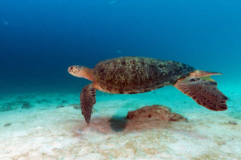 海底游动的海龟