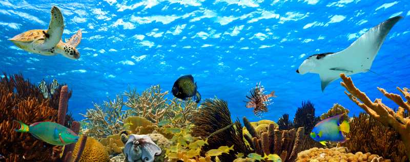 海底的珊瑚和鱼类