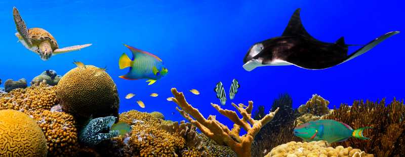 海底珊瑚和热带鱼