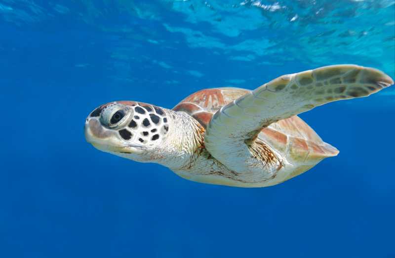蓝色海水里游动的海龟