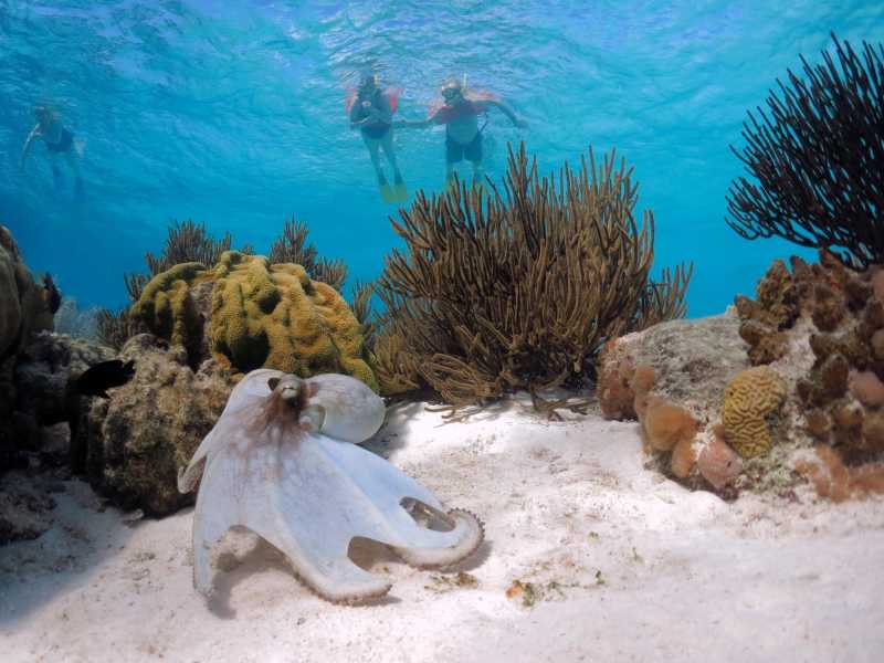 热带海底珊瑚和活章鱼