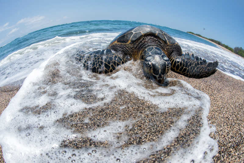 爬上沙滩上的海龟