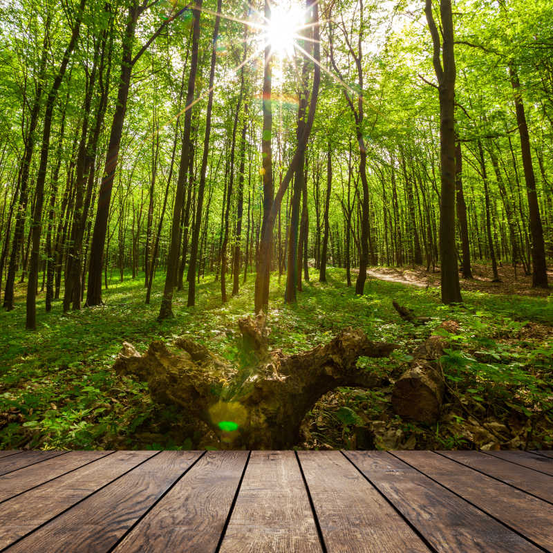 阳光洒落在绿色的森林里