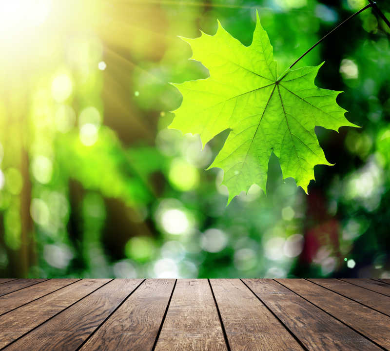 阳光照射下的树叶