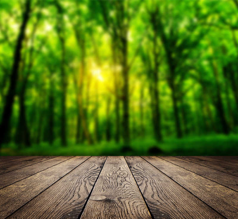 绿色森林美丽景观