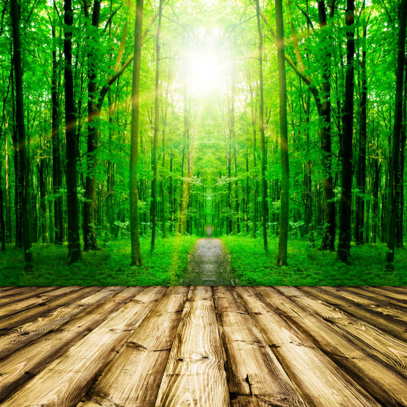 灿烂的阳光照耀着绿色森林