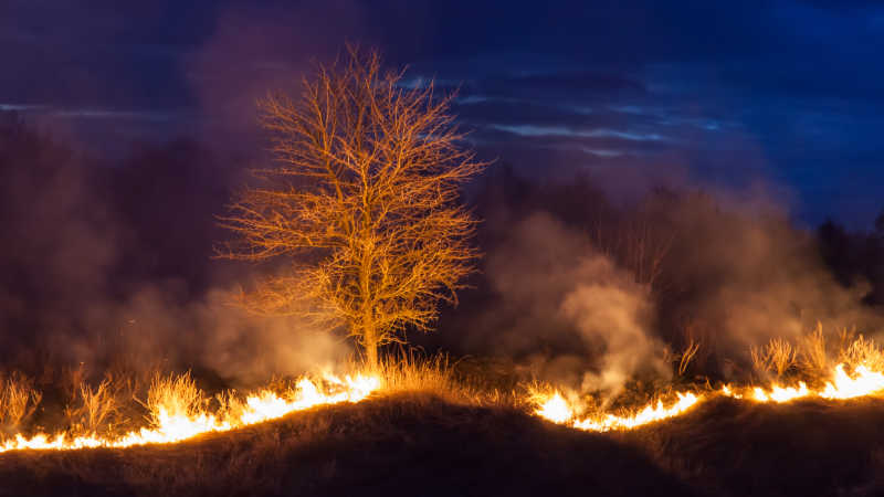 树被火烧的画图片图片
