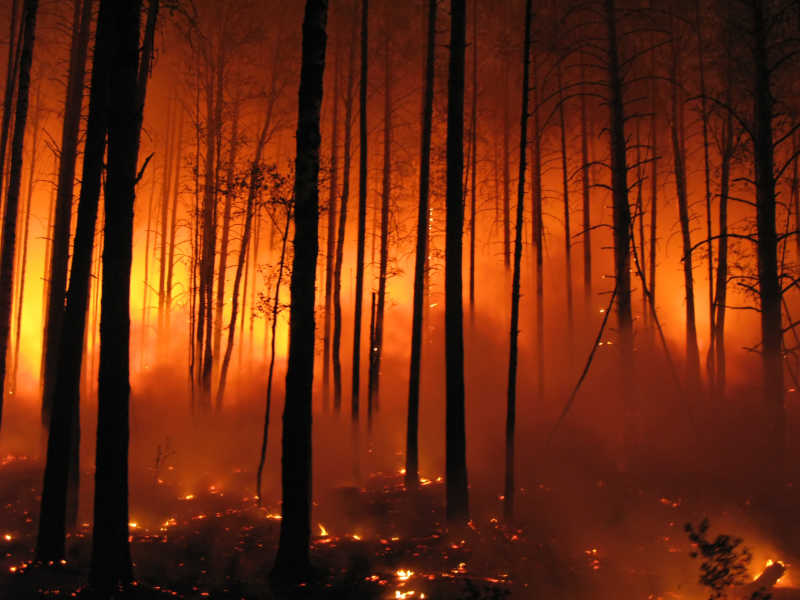 森林大火在燃烧