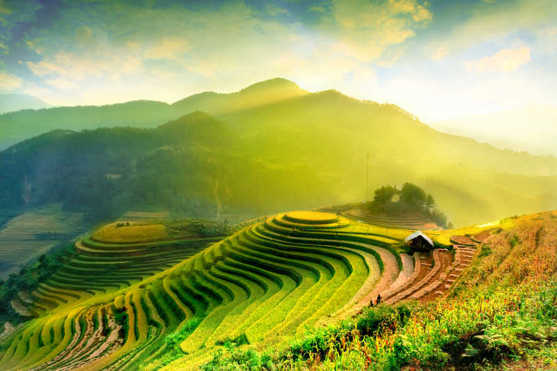 水稻梯田越南风景