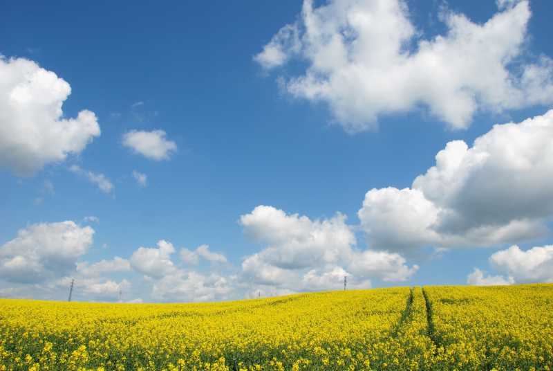 蓝天白云背景下的黄色田野
