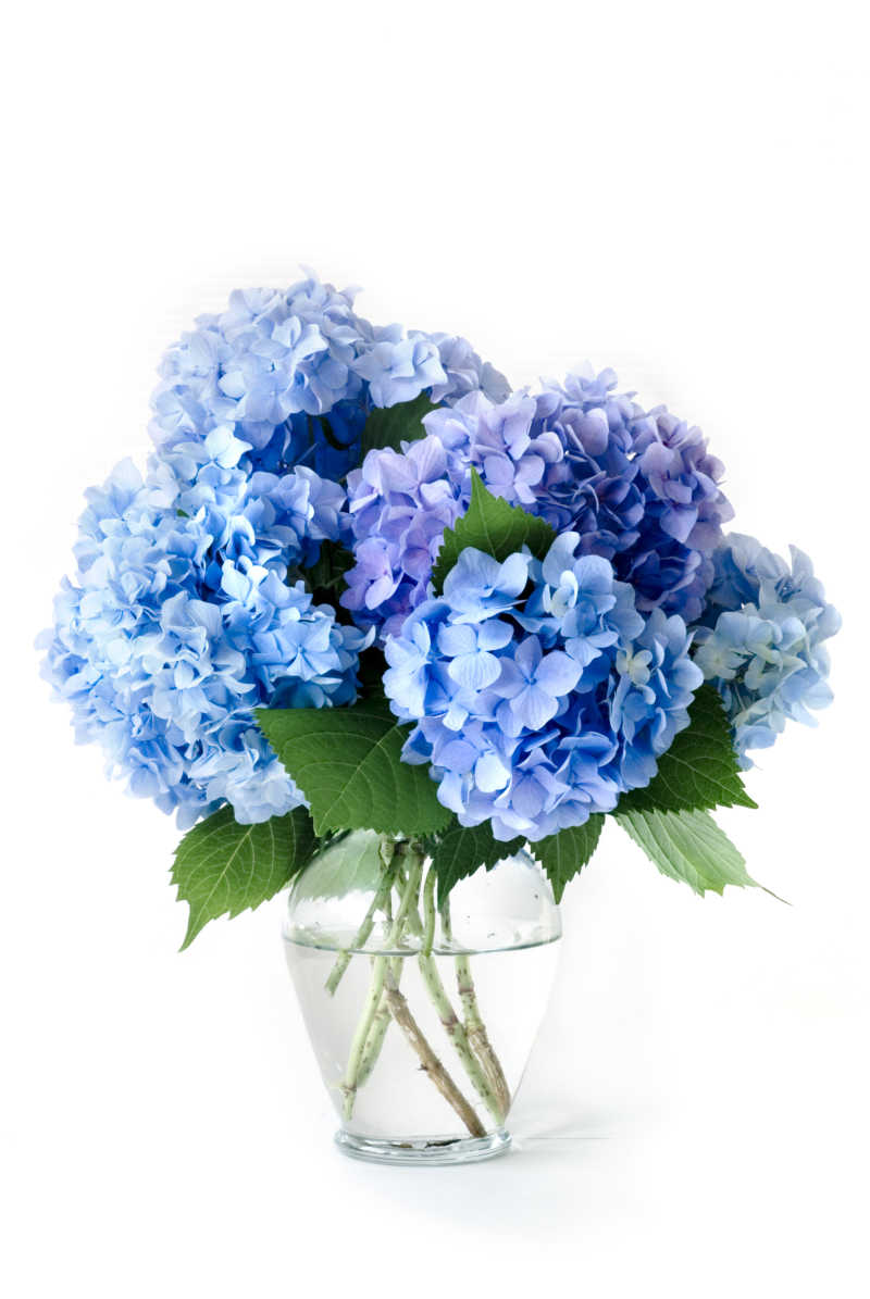 玻璃花瓶里的蓝色绣球花