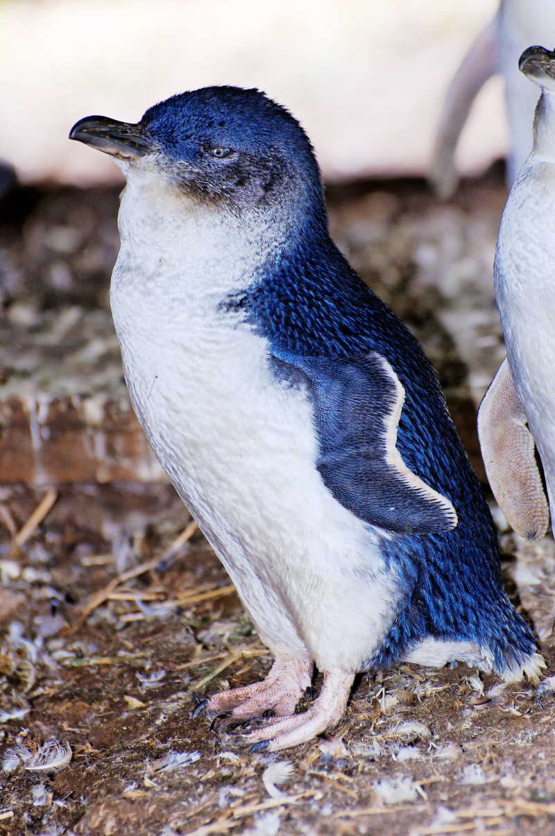 可爱蓝色小企鹅