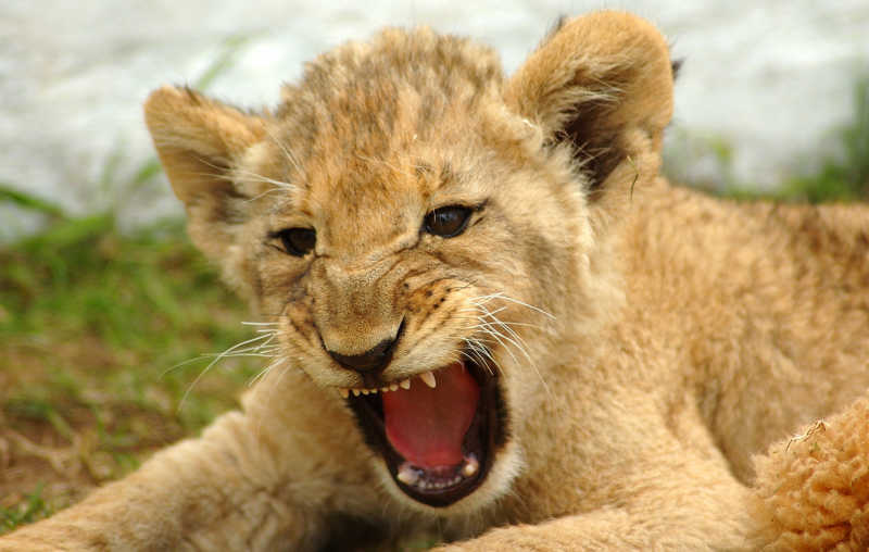 地上可爱的狮子幼崽