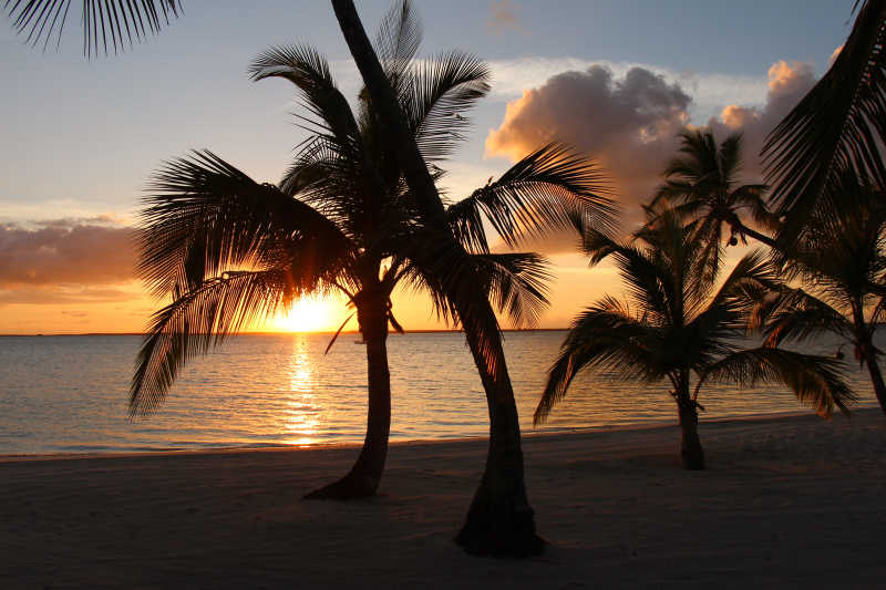 日落晚霞的巴哈马海滩和棕榈树特写