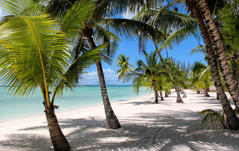 巴哈马沙滩和棕榈树