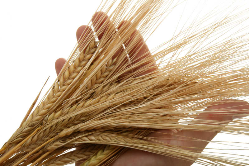 面包师手中的小麦穗