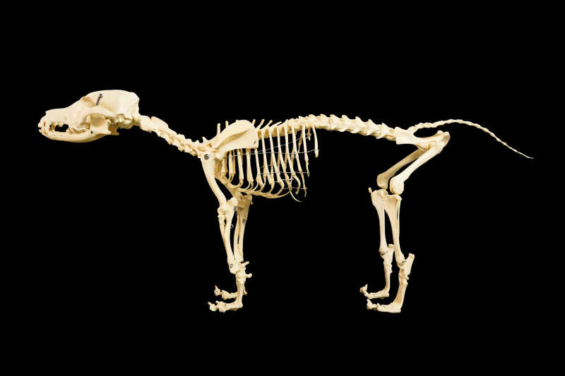狗的骨架模型