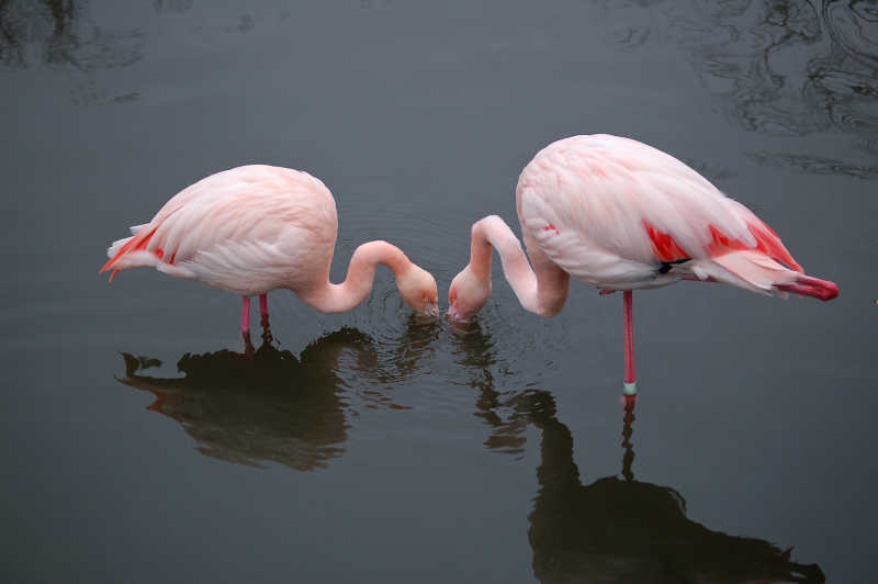 两只火烈鸟在水中觅食