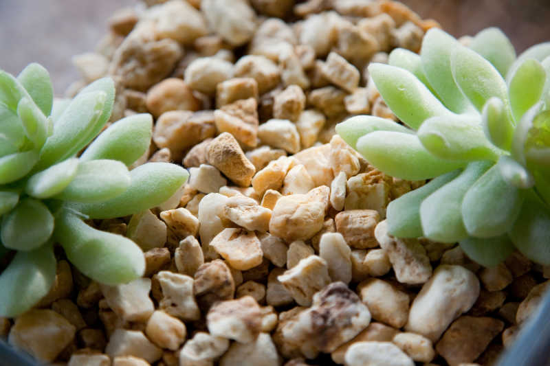 花盆中的多肉绿色植物叶片