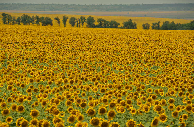 成片的向日葵特写