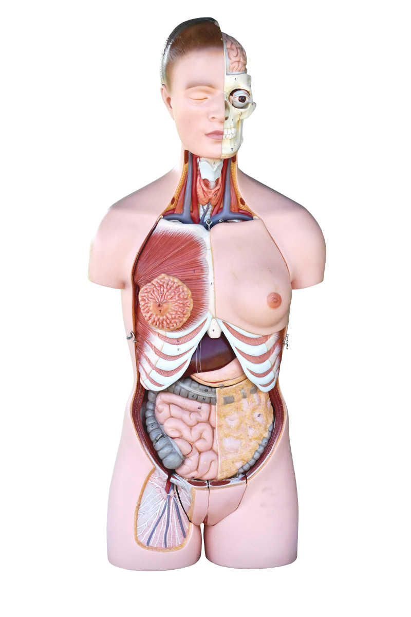 人体解剖模型图片 女性人体解剖模型素材 高清图片 摄影照片 寻图免费打包下载
