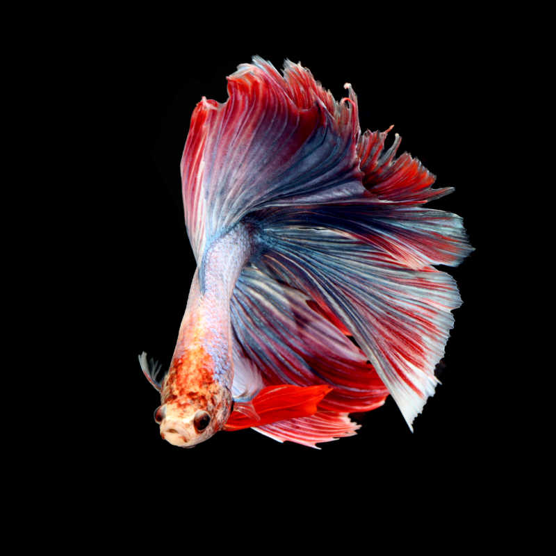 美丽的暹罗斗鱼